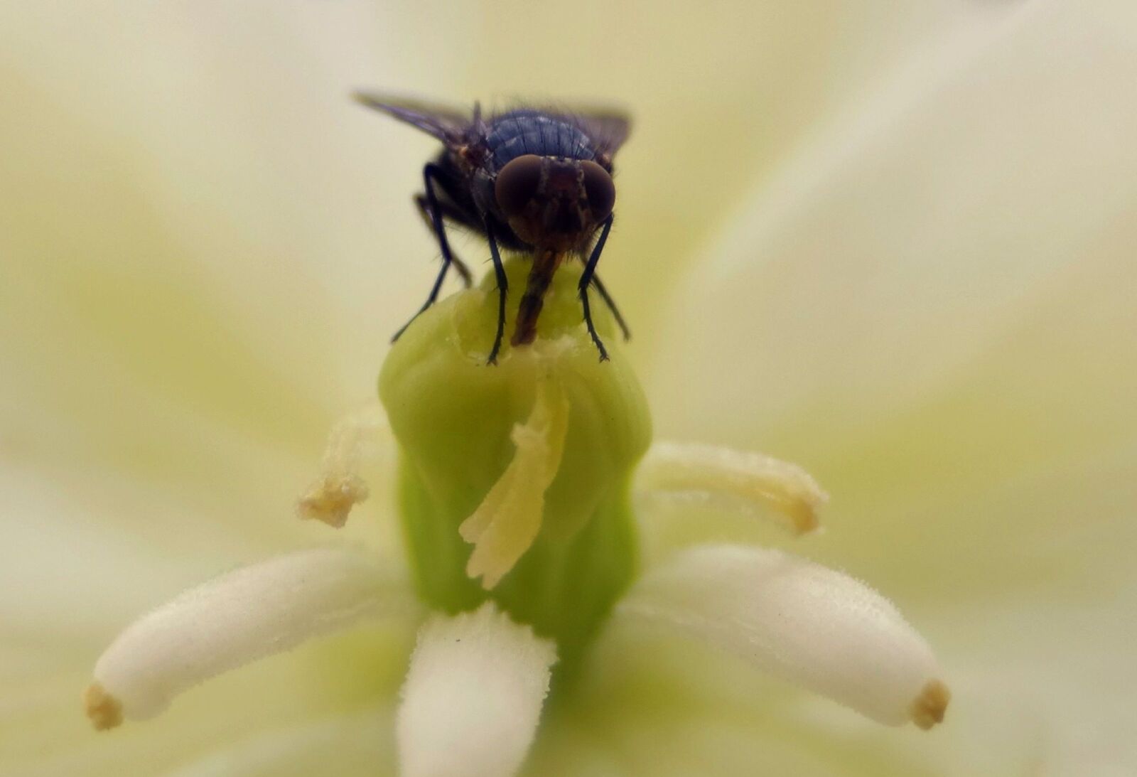 Pentax K-S2 sample photo. Mucha, flower, nectar photography