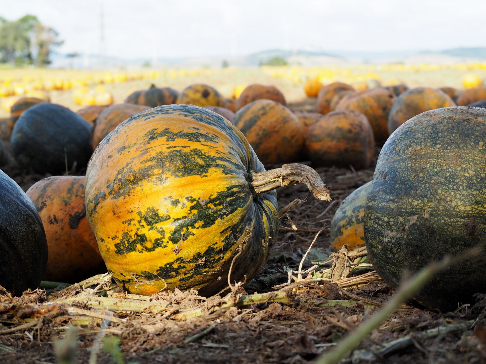 Olympus OM-D E-M10 sample photo. Pumpkin, pumpkin box, pumpkins photography