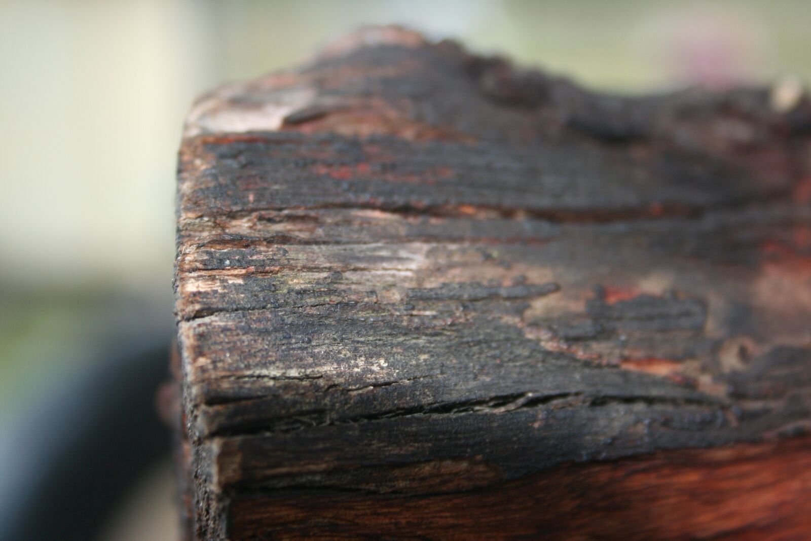 Canon EOS 350D (EOS Digital Rebel XT / EOS Kiss Digital N) sample photo. Wood, tree, close up photography