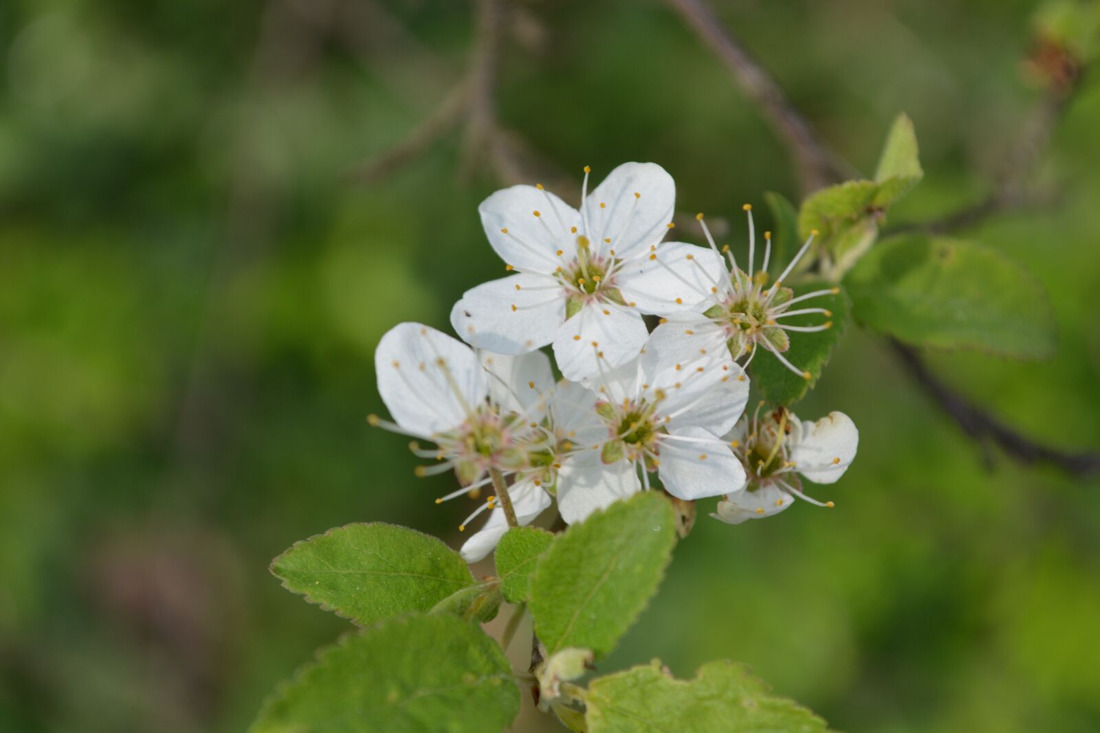 Nikon D5200 sample photo. Blossom, bloom, plant photography