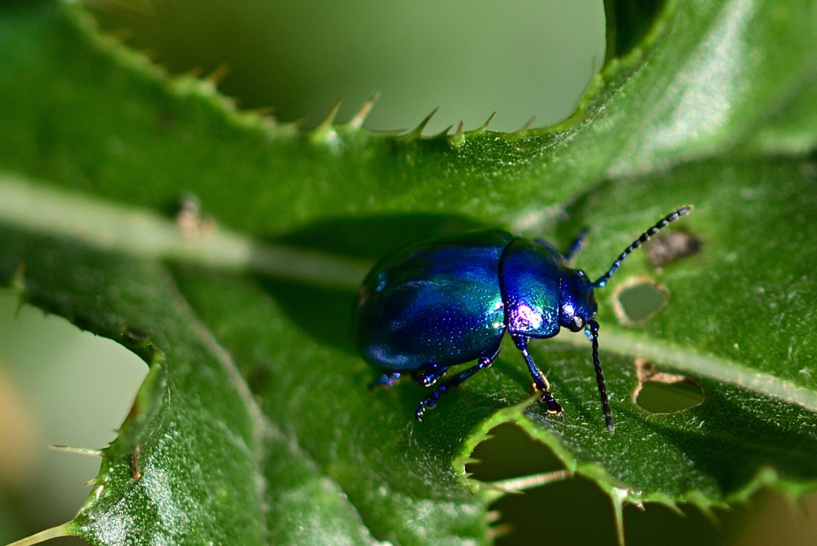 Nikon D5200 sample photo. Beetle, leaf, insect photography