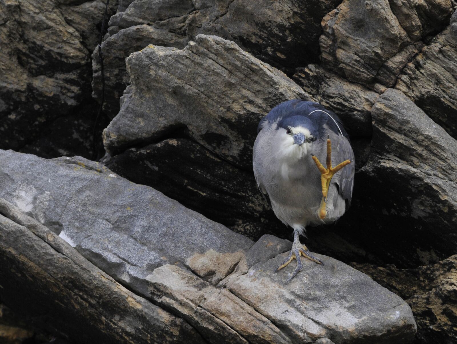 Nikon D300 sample photo. Nature, rock, bird photography