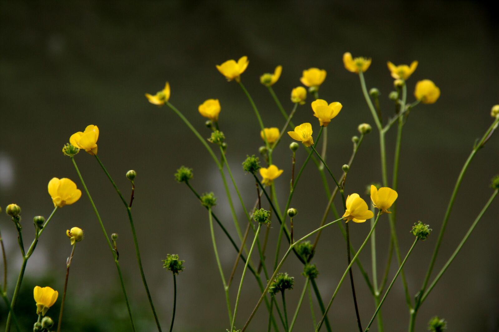 Canon EOS 450D (EOS Rebel XSi / EOS Kiss X2) sample photo. Yellow, yellow flower, nature photography