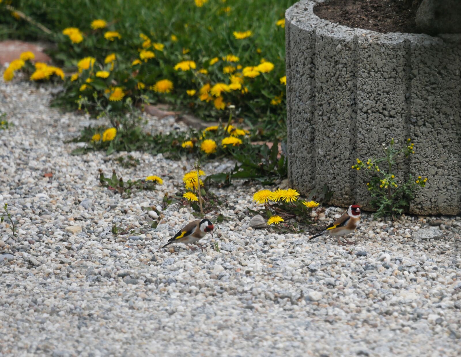 Canon EF 100-400mm F4.5-5.6L IS USM sample photo. Spring, flowers, scion photography