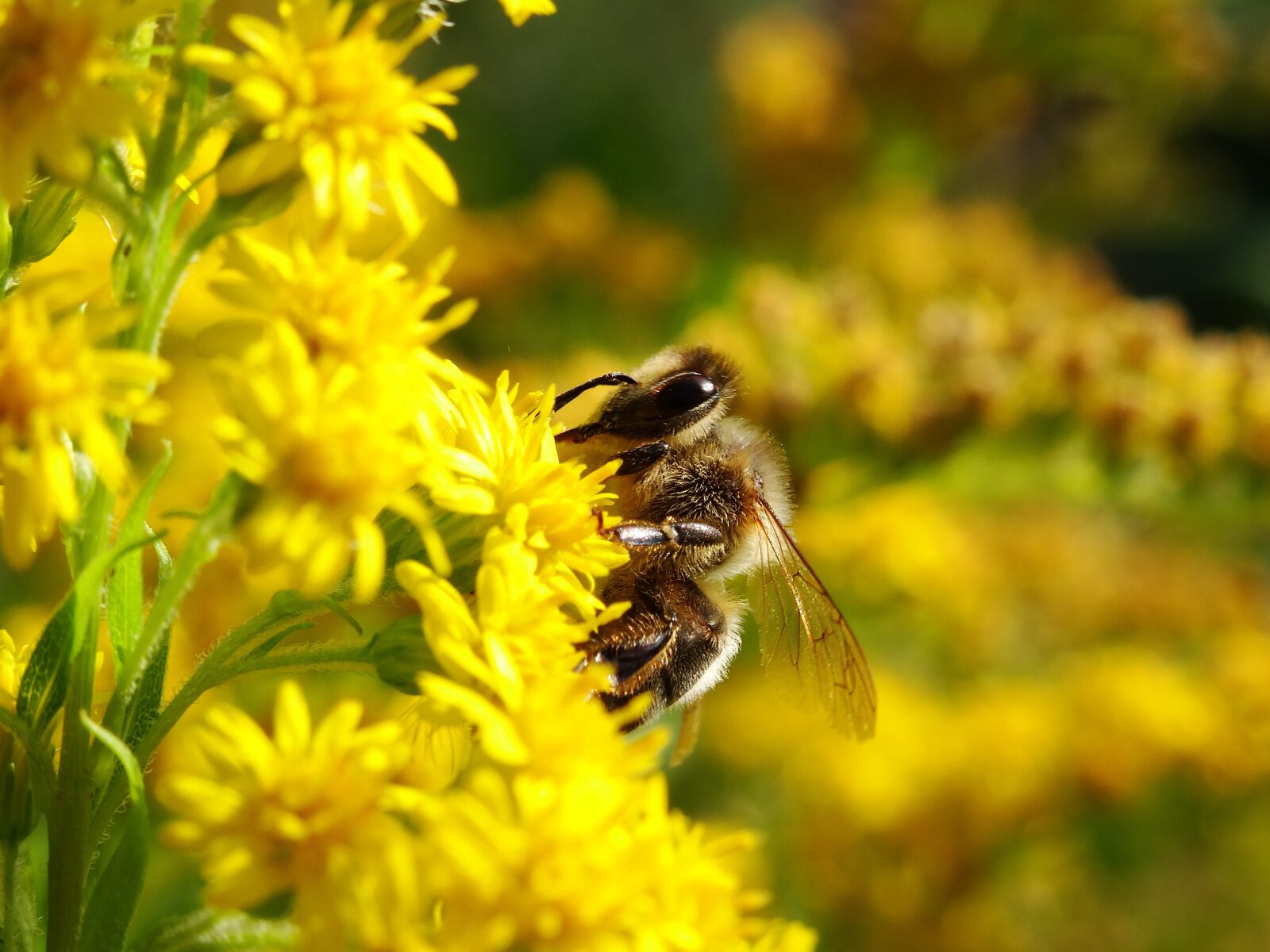 Sony DSC-HX50 sample photo. Bee, bug, bees photography