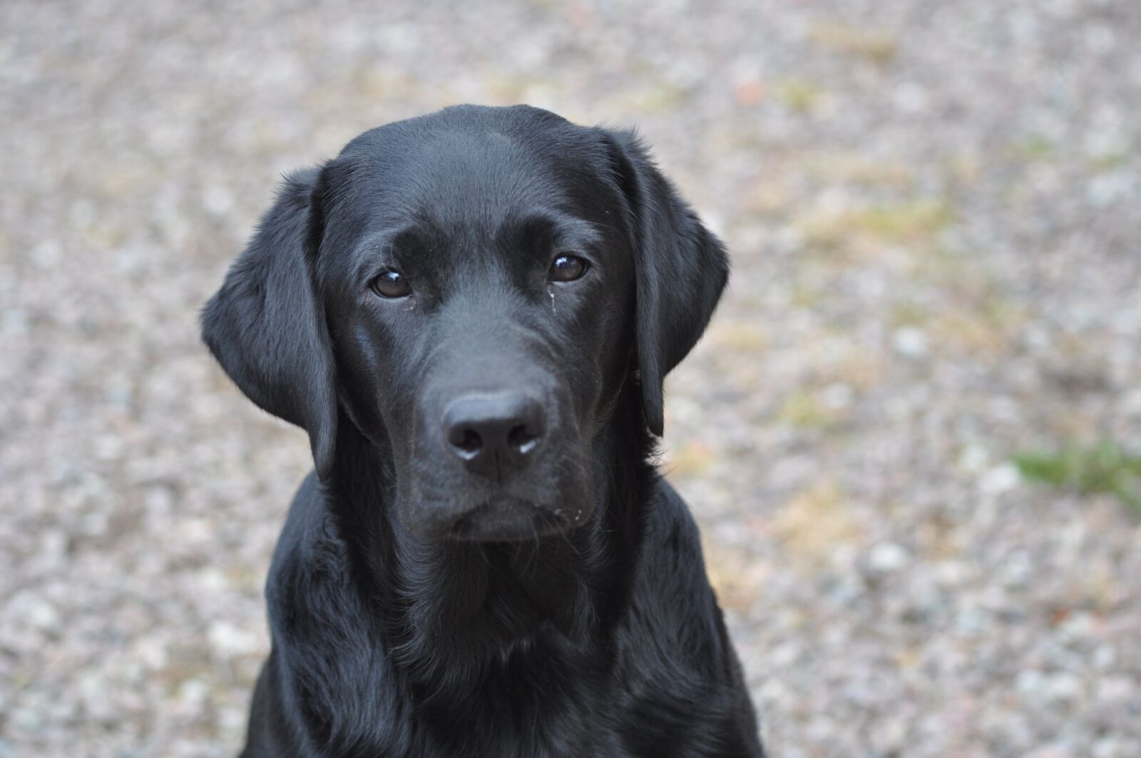 Nikon D5000 sample photo. Labrador, bitch, sitting photography