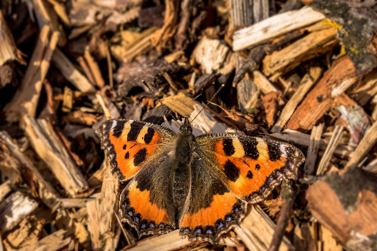 Canon EF-S 60mm F2.8 Macro USM sample photo. Butterfly, little fox, nymphalis photography