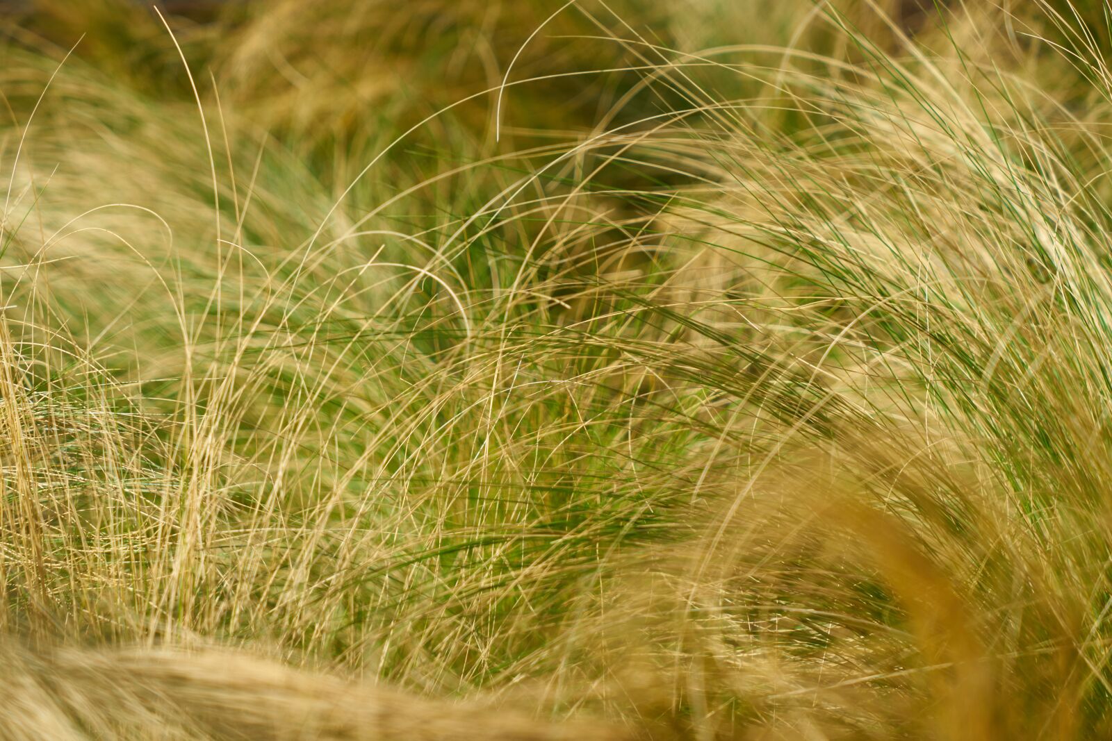 Sony a7R II sample photo. Grass, plant, green photography