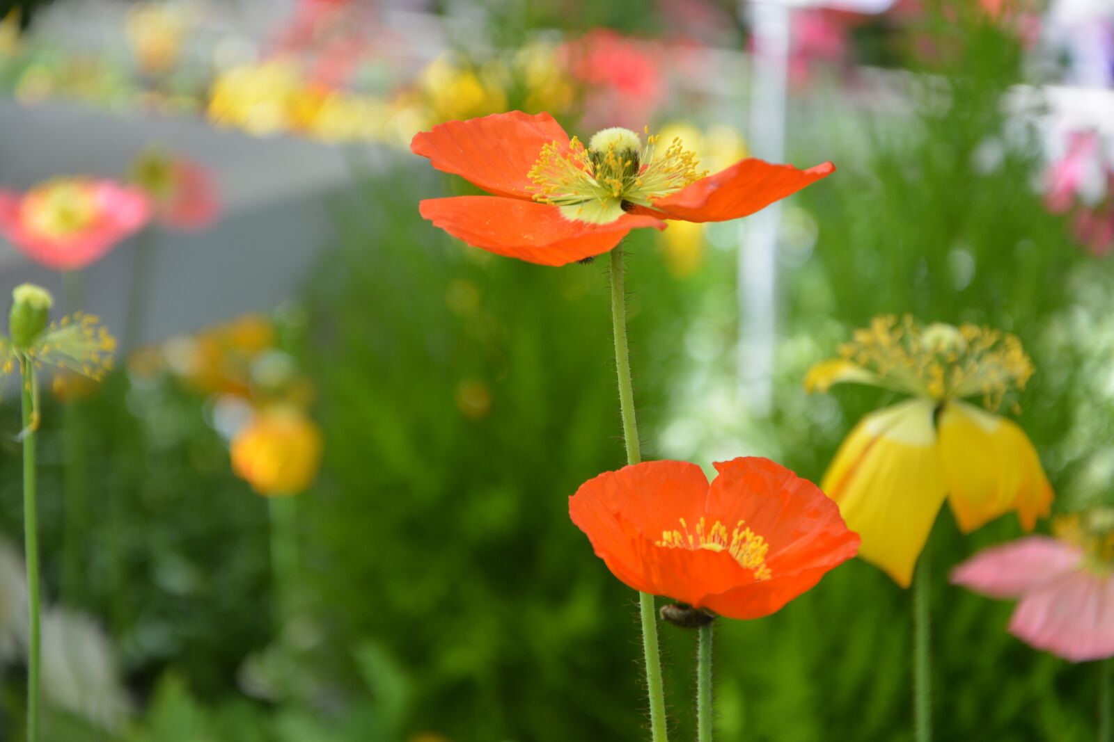 Nikon D5200 sample photo. Flowers, flower, flowering photography