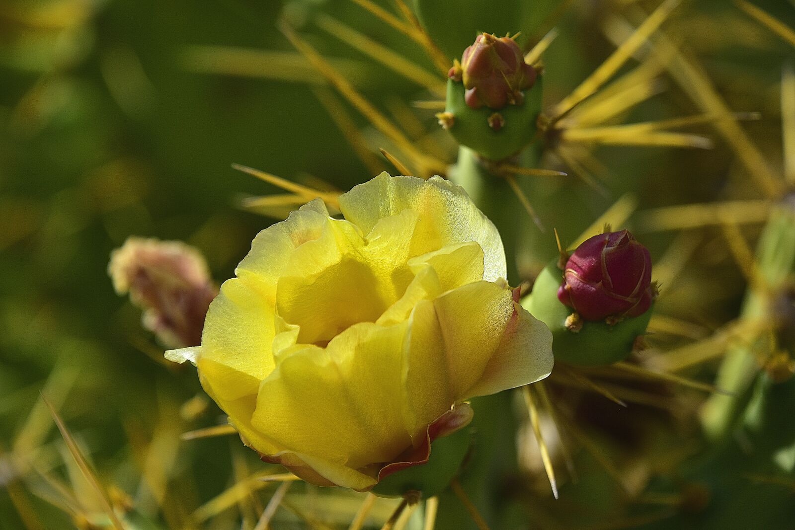 Nikon D7200 sample photo. Flower, garden, flowers photography
