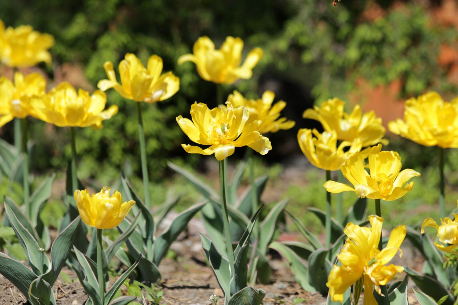 Canon EOS 650D (EOS Rebel T4i / EOS Kiss X6i) sample photo. Tulips, yellow tulips, flowers photography