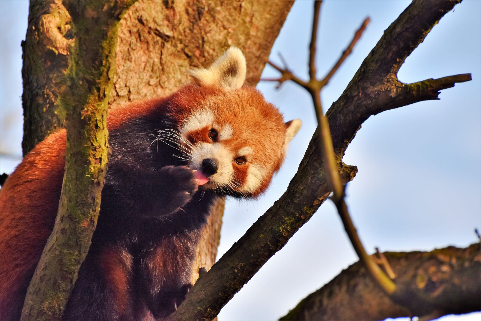 Nikon D7200 sample photo. Panda, panda bear, brown photography