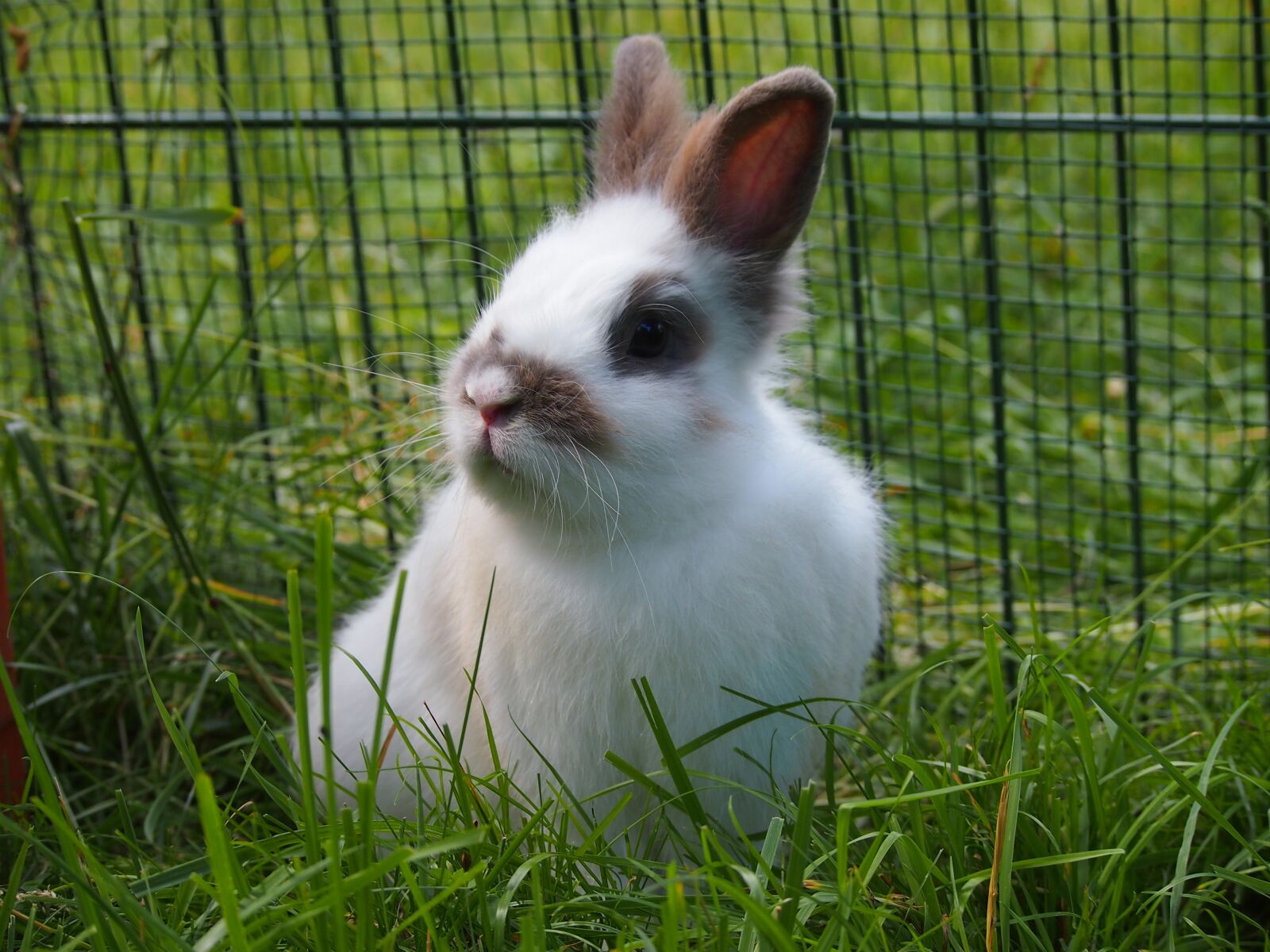 Olympus PEN E-PL3 sample photo. Hare, meadow, ears photography
