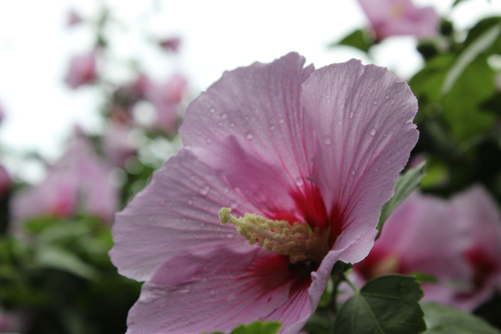Canon EOS 600D (Rebel EOS T3i / EOS Kiss X5) sample photo. Flower, summer, summer flower photography