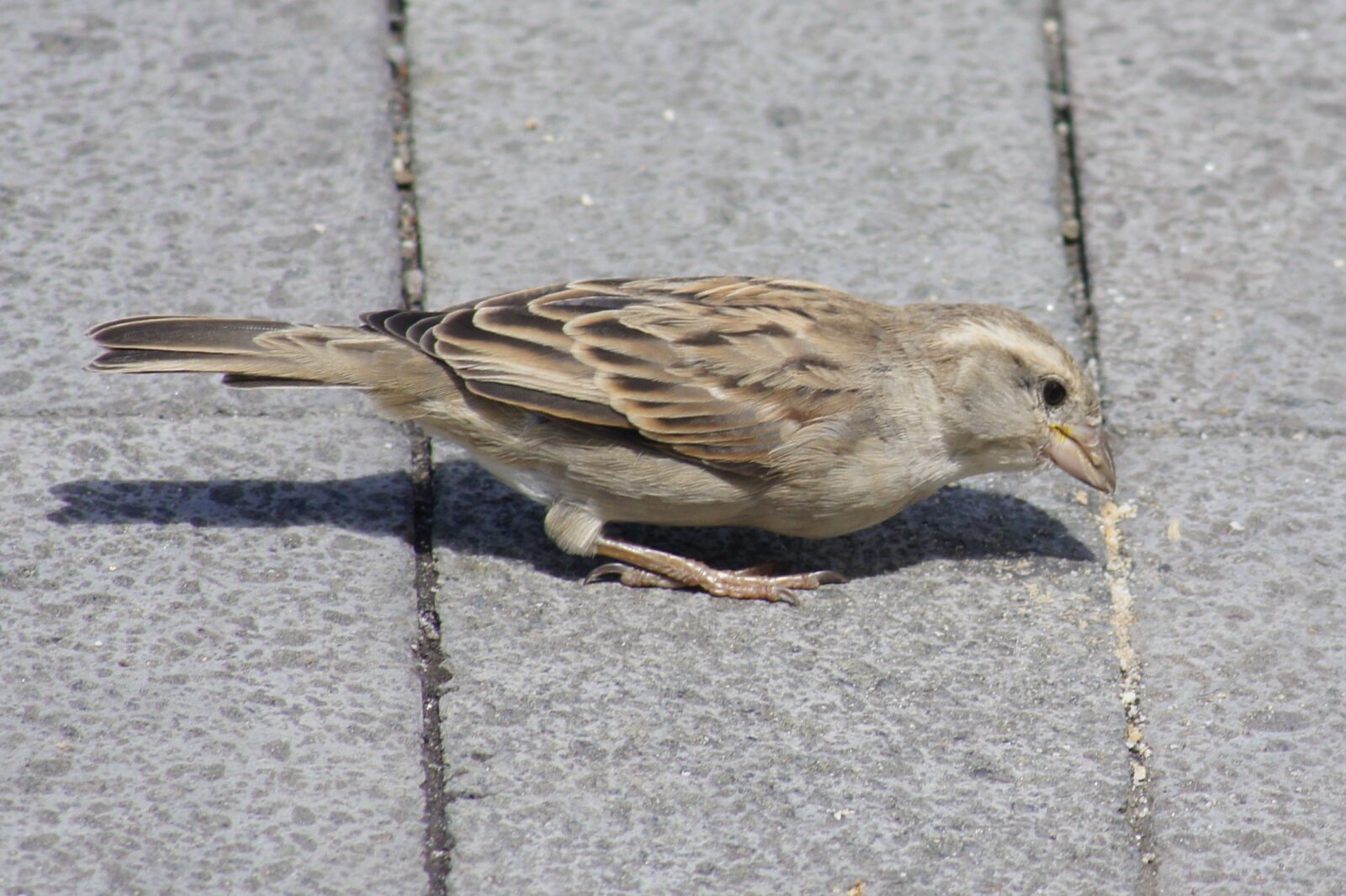 Sony Alpha DSLR-A450 sample photo. Bird, sparrow, macro photography