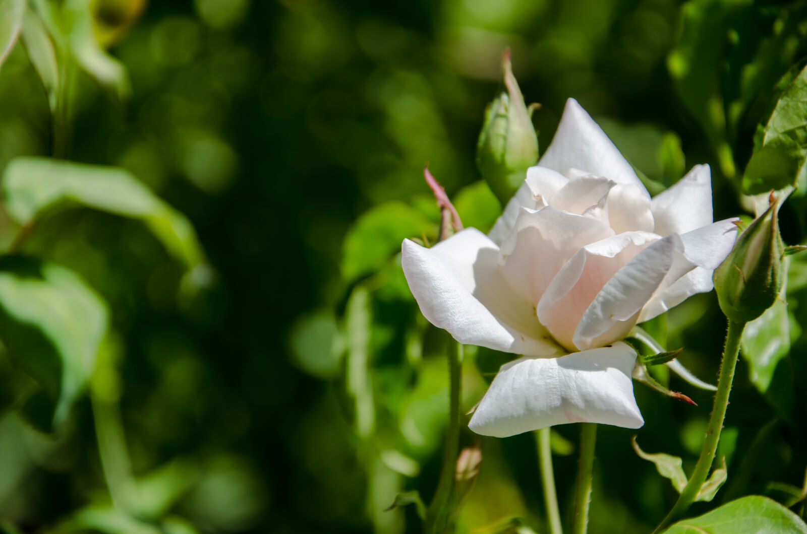 Nikon D5100 sample photo