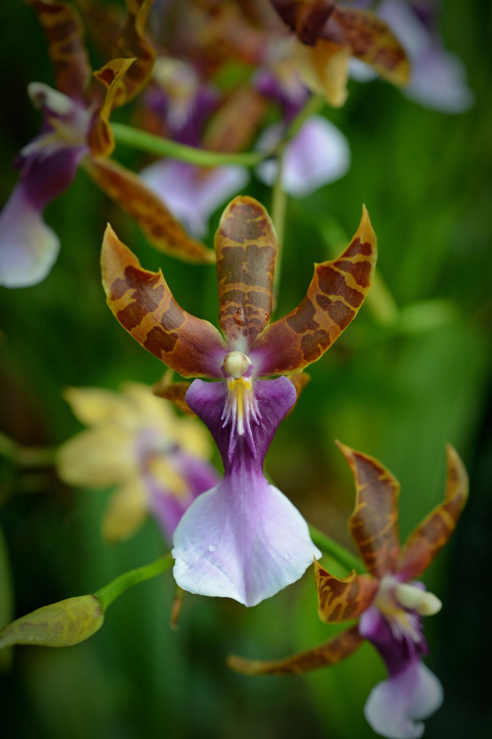 Nikon D5200 sample photo. Orchid, flower, blossom photography