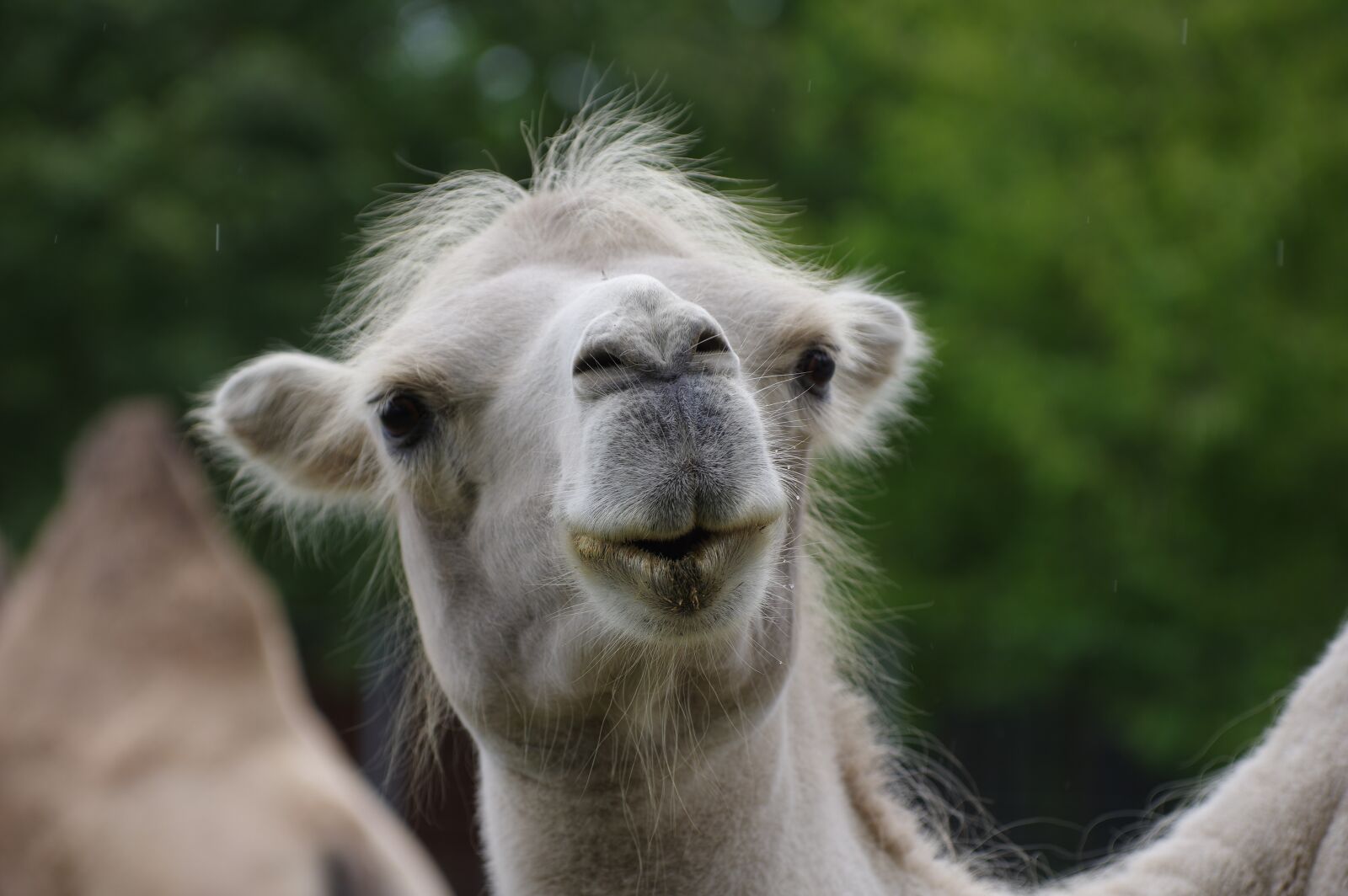 Pentax K-3 sample photo. Camel, face, head photography