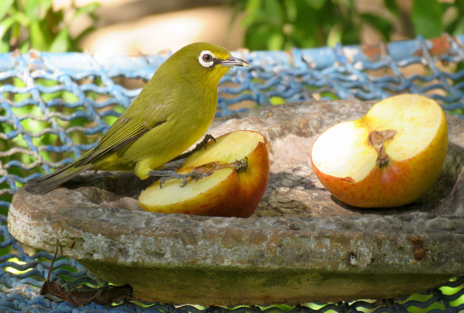 Canon PowerShot SX60 HS sample photo. Bird, white eye, green photography