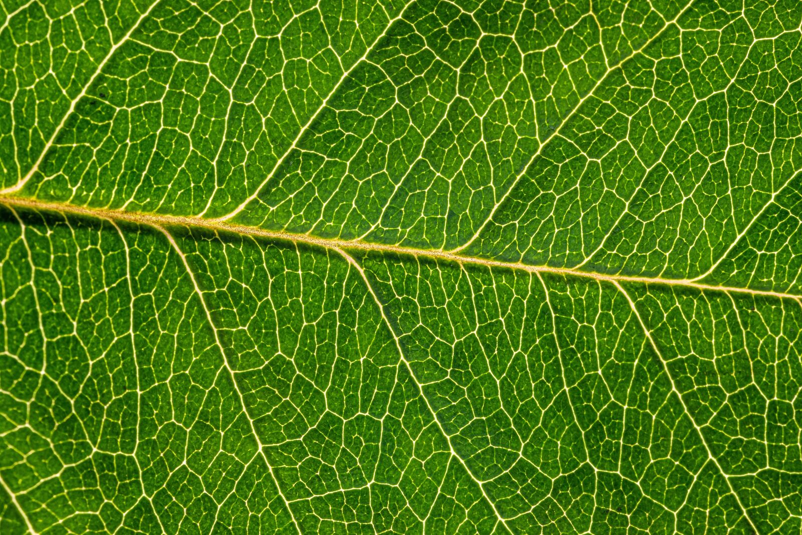 Canon EOS R sample photo. Leaf, rosenblatt, leaf veins photography