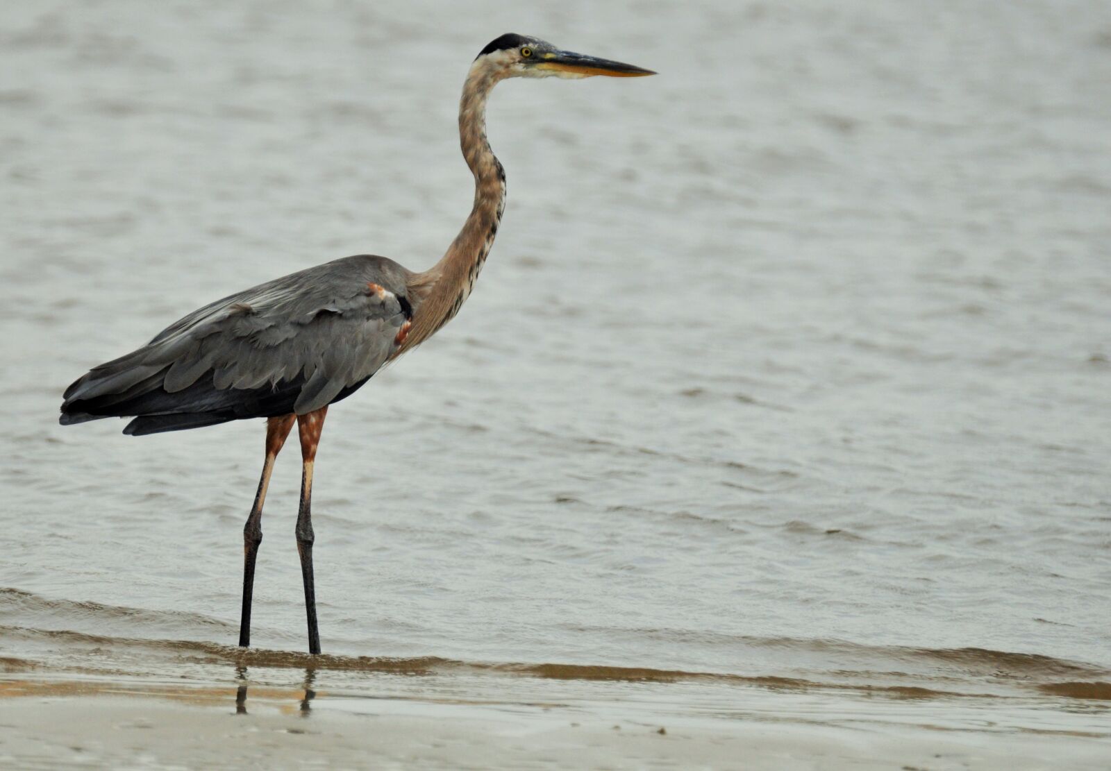 Nikon D90 sample photo. Heron, crane, bird photography