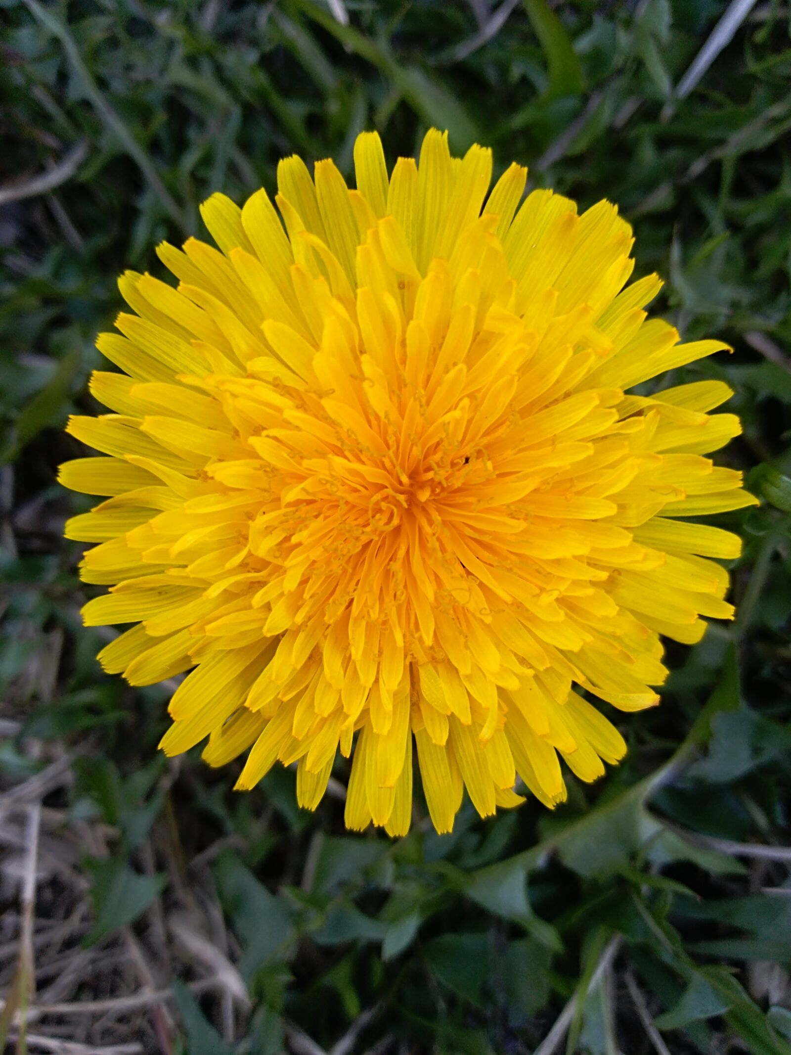 HUAWEI P9 LITE MINI sample photo. Dandelion, flower, spring photography