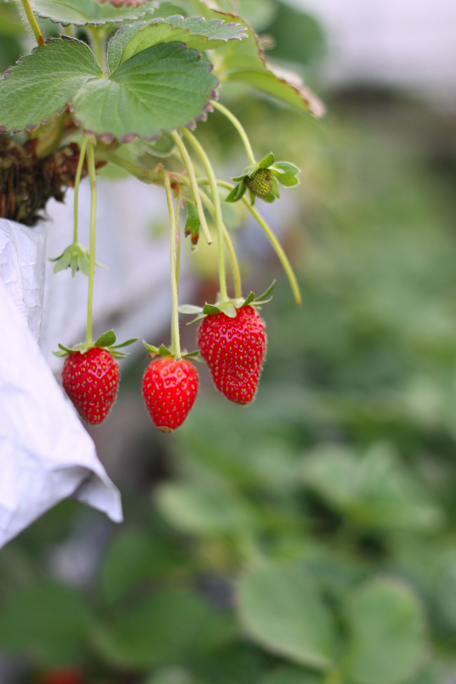Canon EOS 50D sample photo. Berries, blur, close, up photography
