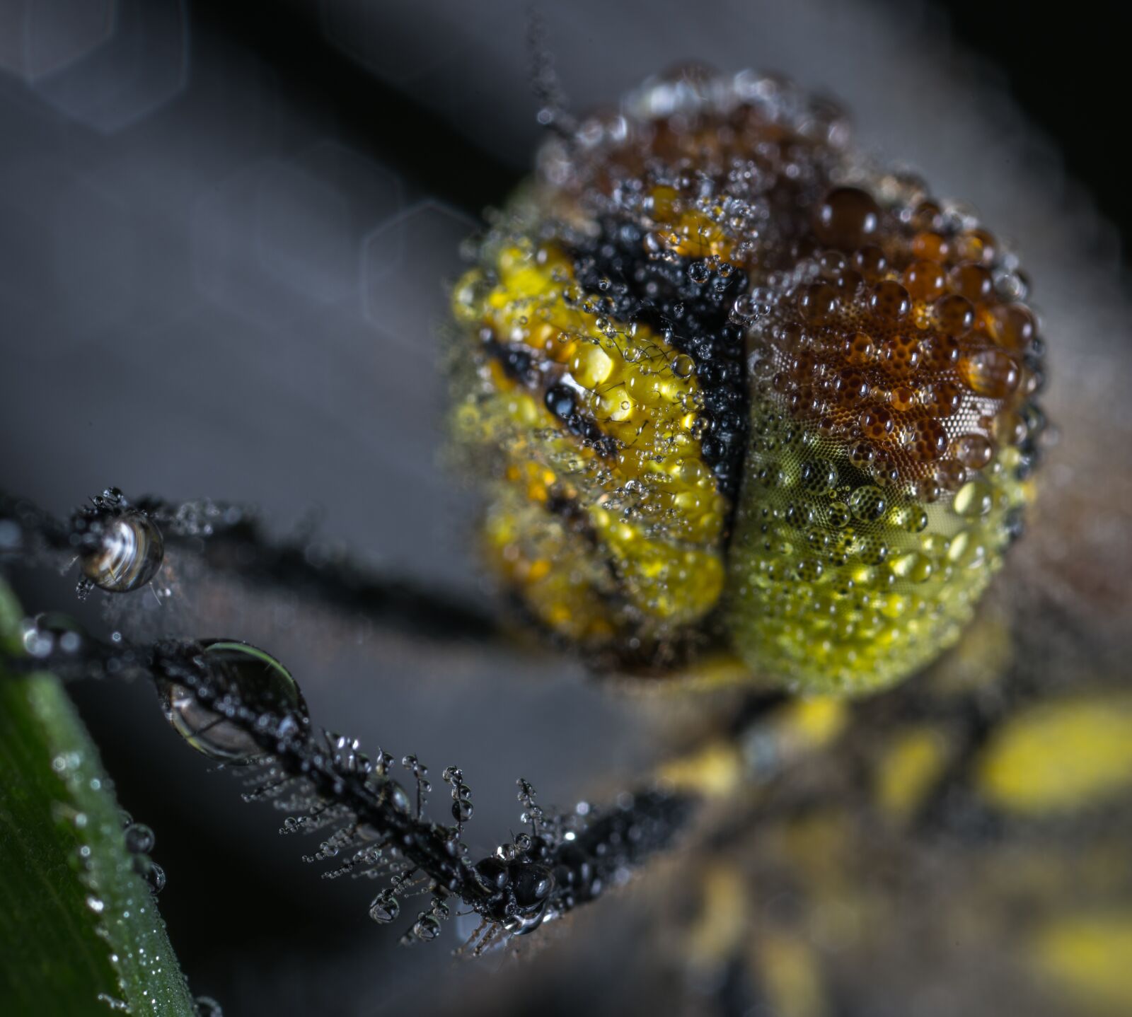 #124 65/2.8 sample photo. Bespozvonochnoe, insect, nature photography