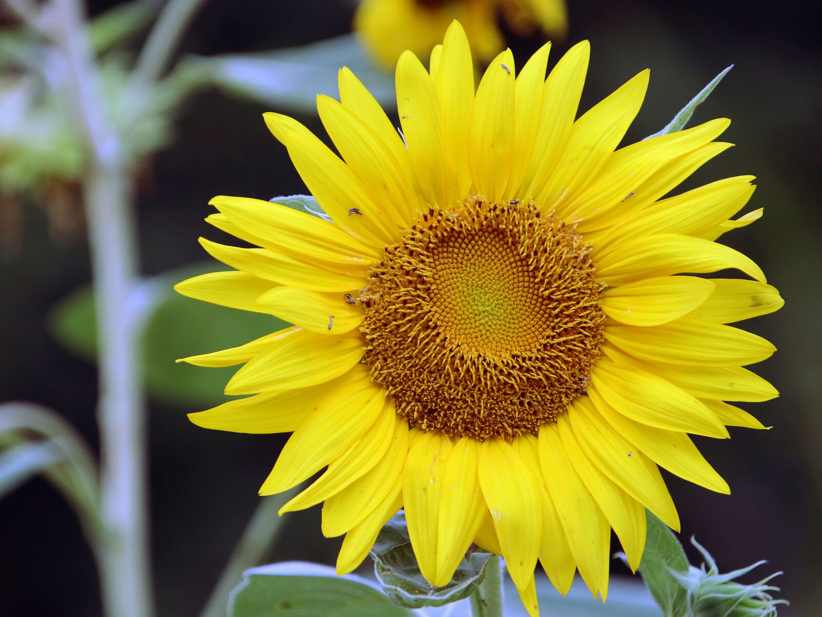 Canon EOS 80D sample photo. Sunflowers, sun flower, yellow photography