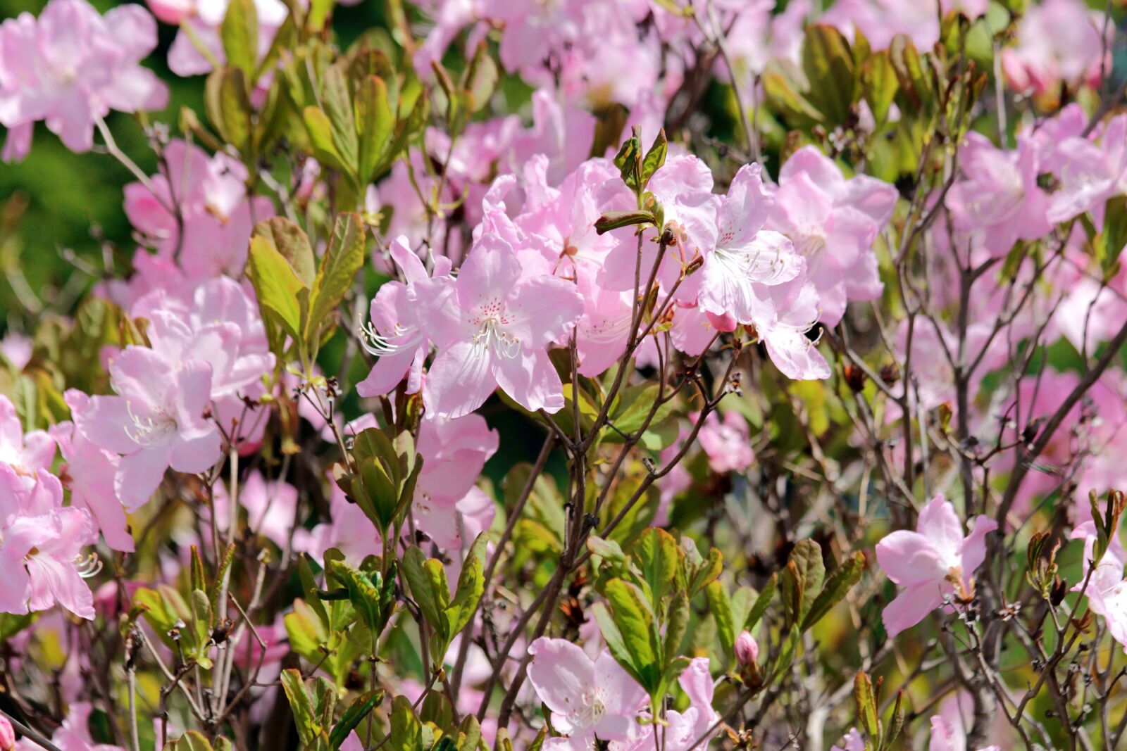 Canon EOS 650D (EOS Rebel T4i / EOS Kiss X6i) sample photo. Rhododendron, flowers, bloom photography