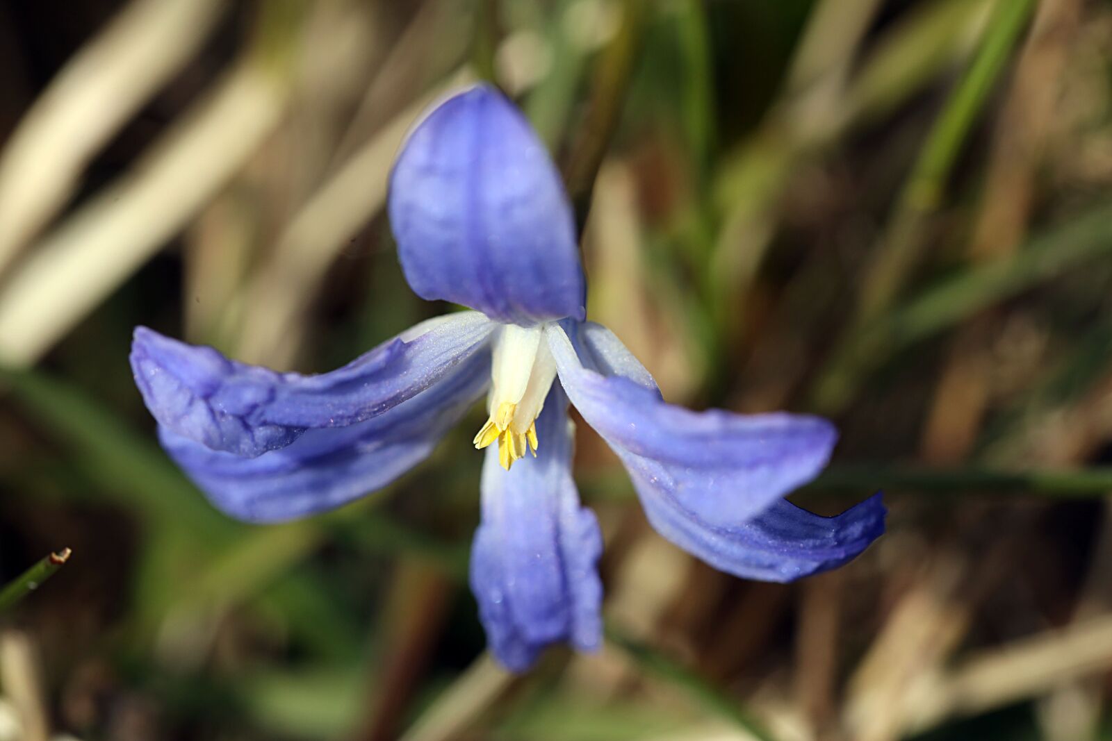 Canon EOS R sample photo. Flower, nature, spring photography
