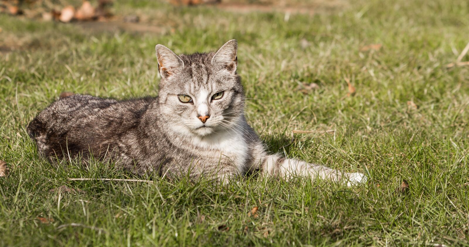 Canon EF 70-300 F4-5.6 IS II USM sample photo. Cat, domestic cat, mackerel photography