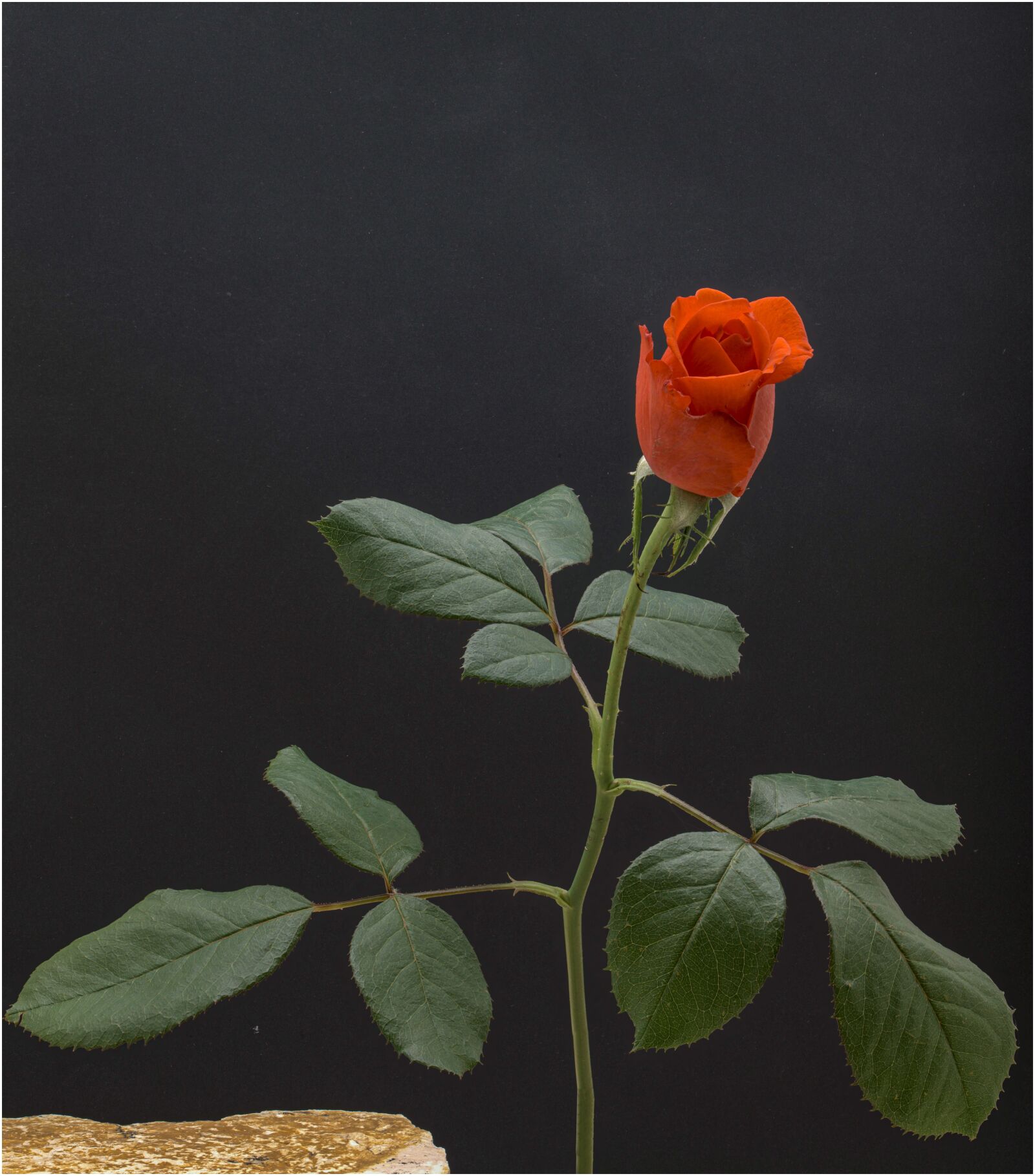 Nikon D850 sample photo. Rose, flower, romantic photography
