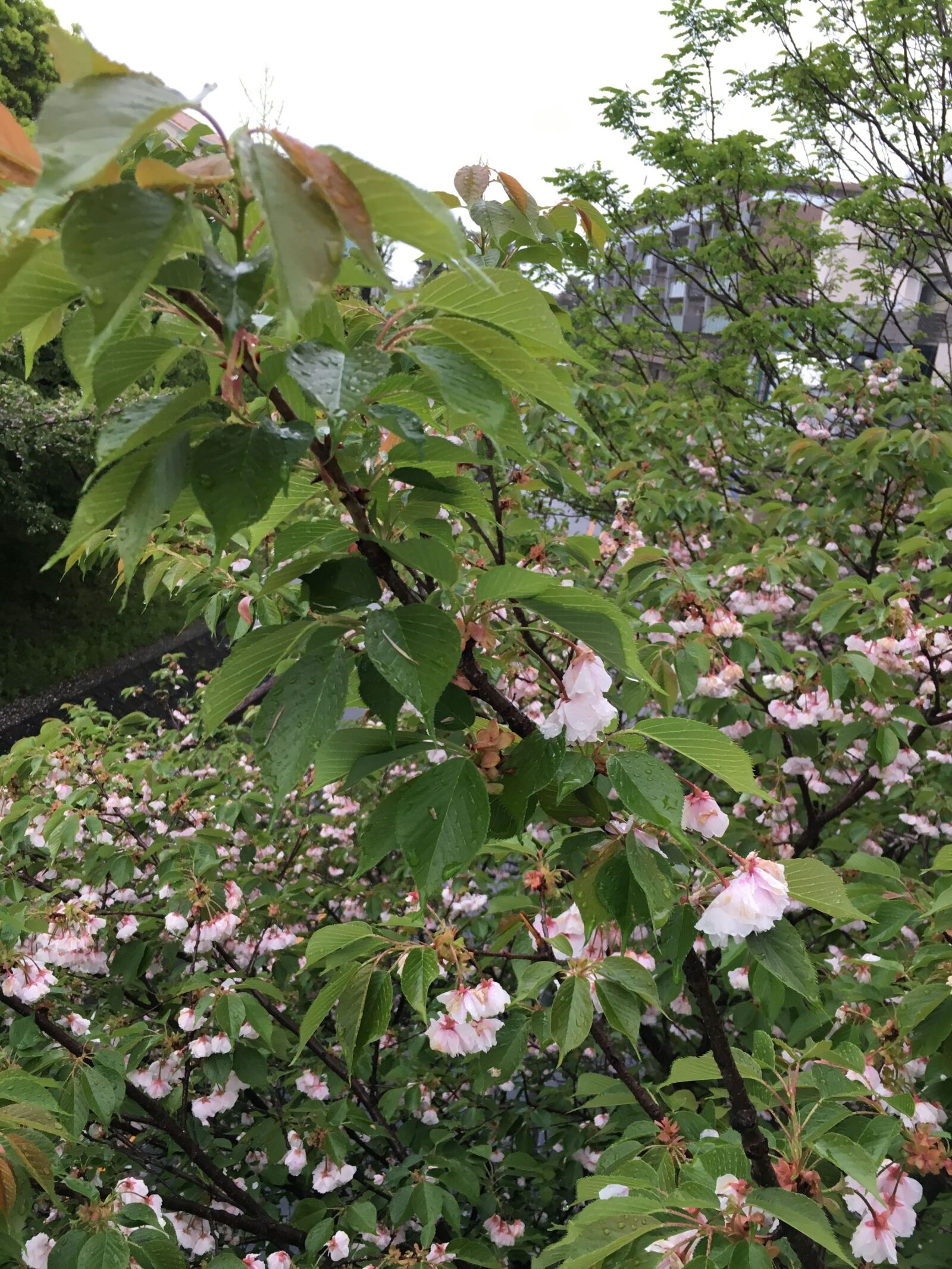 iPhone 6s back camera 4.15mm f/2.2 sample photo. Japan, flower, rain photography