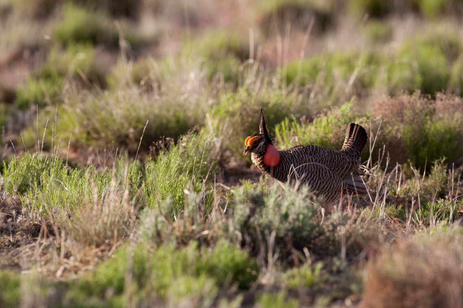 Canon EOS 5D Mark II sample photo. Male, lesser prairie bird photography