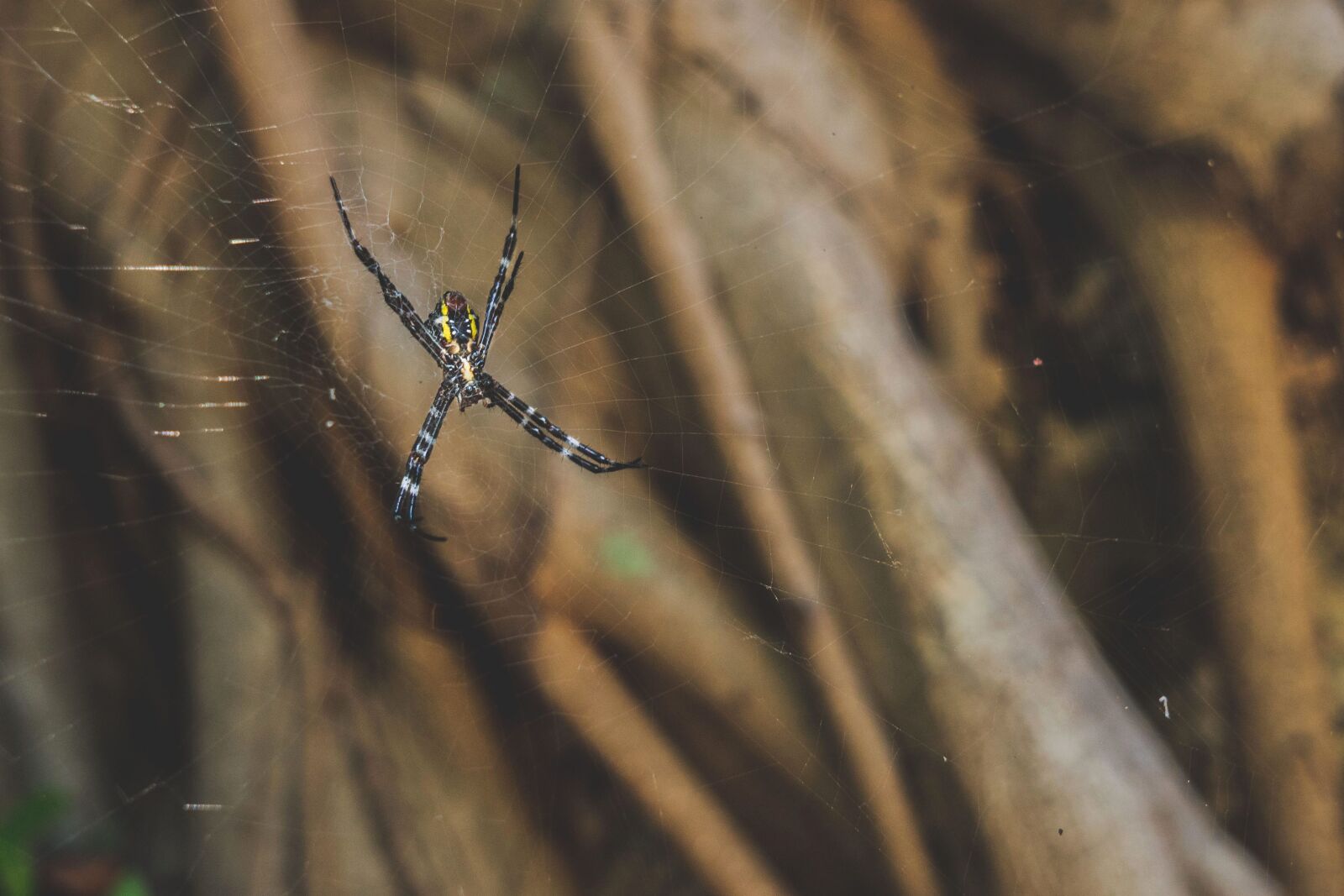 Sony a6300 sample photo. Spider, insect, animal, invertebrate photography