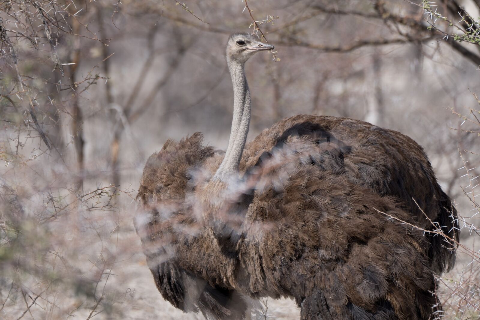 Sony a7 III sample photo. Ostrich, africa, bird photography