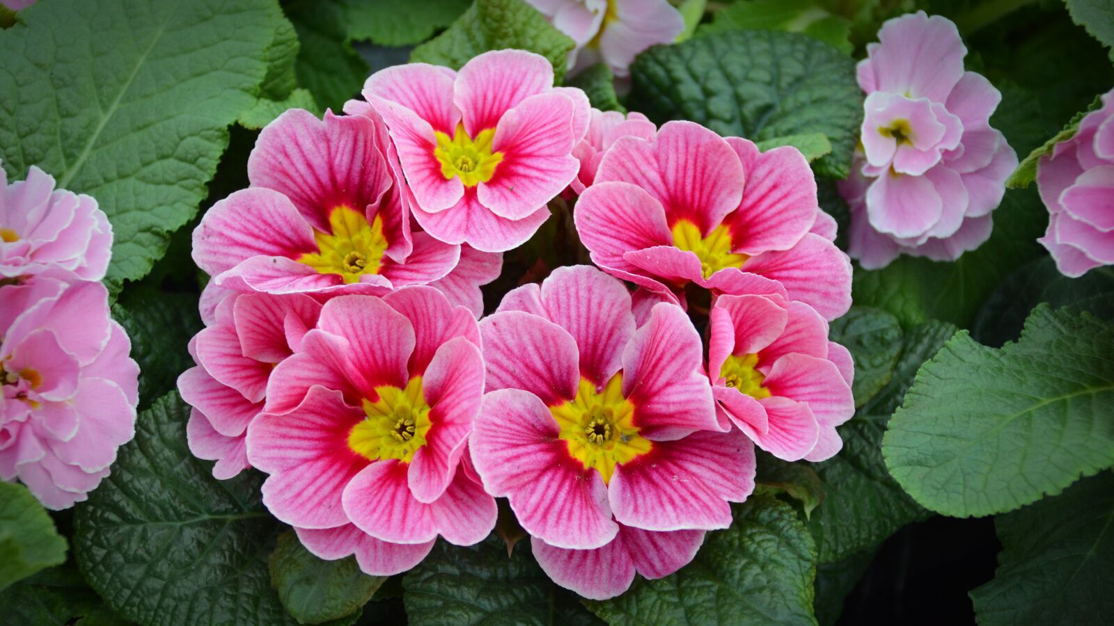 Nikon D5200 sample photo. Flower, blossom, bloom photography