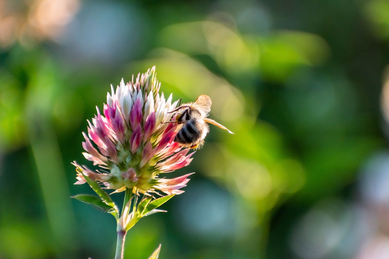 Nikon D5600 sample photo. Bee, flower, plant photography