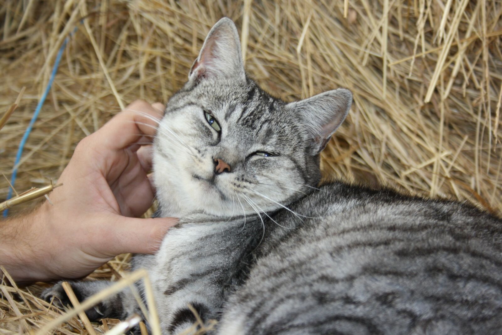 Canon EOS 1000D (EOS Digital Rebel XS / EOS Kiss F) sample photo. Cat, country life, farm photography