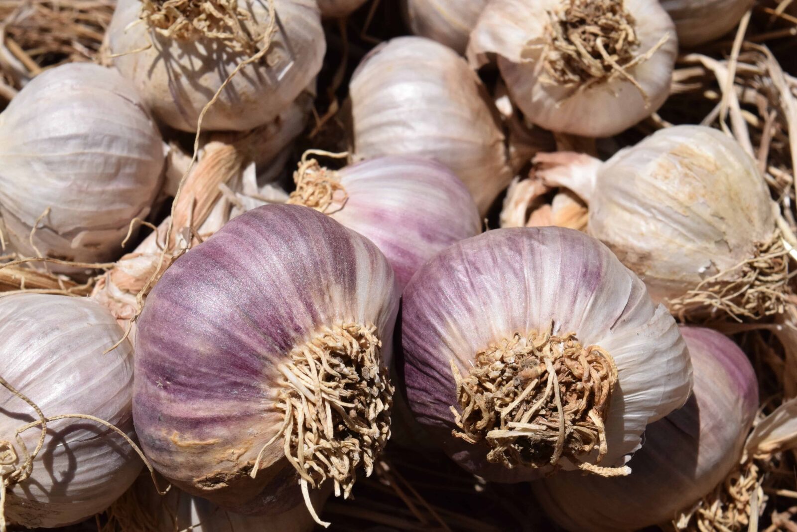 Nikon D3300 sample photo. Vegetable, food, garlic, spice photography