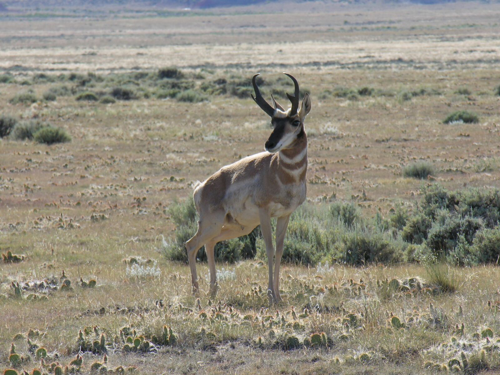 Nikon E8800 sample photo. Antelope, pronghorn, nature photography