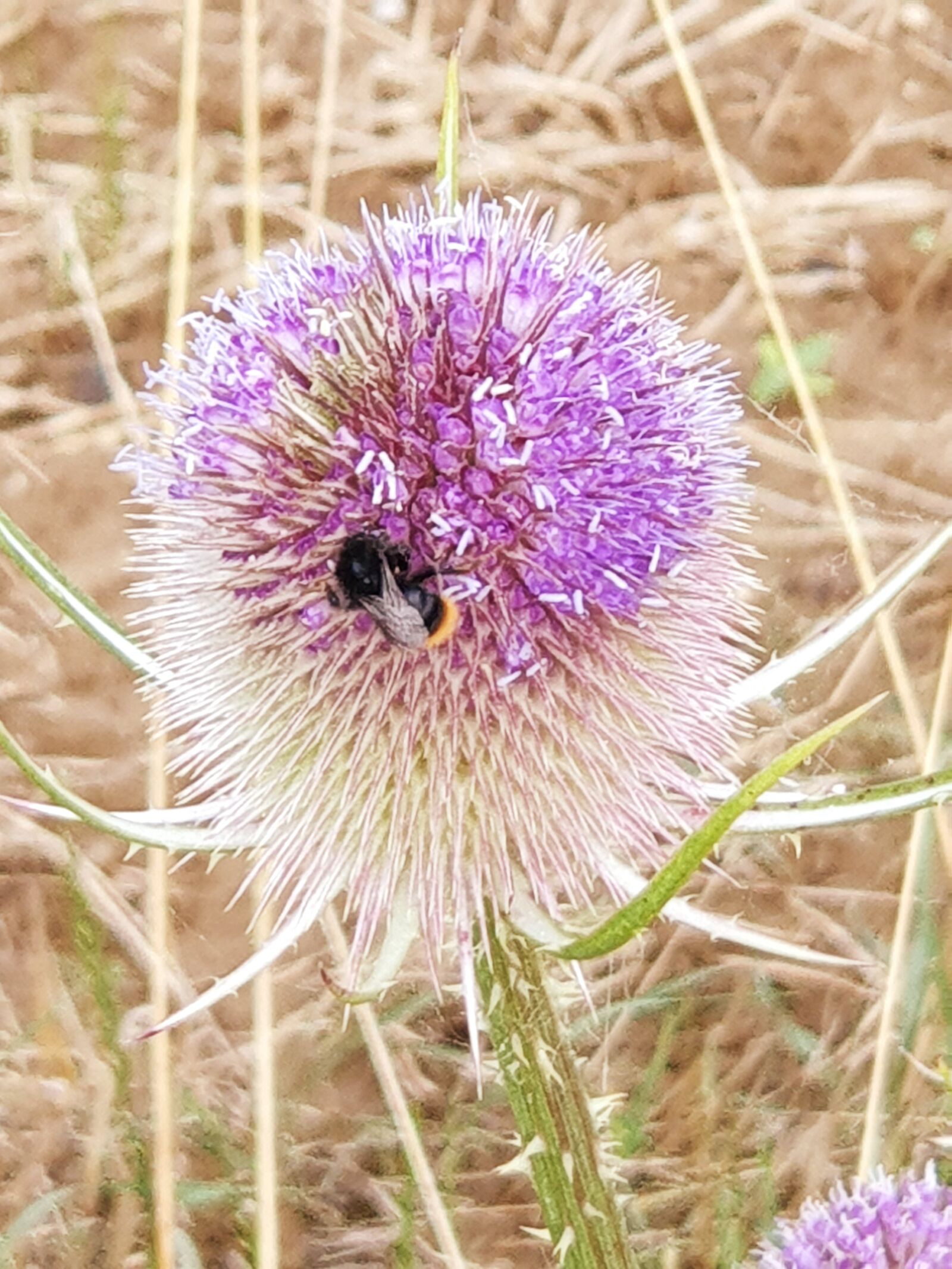 Samsung Galaxy Note9 sample photo. Blossom, bloom, flower photography