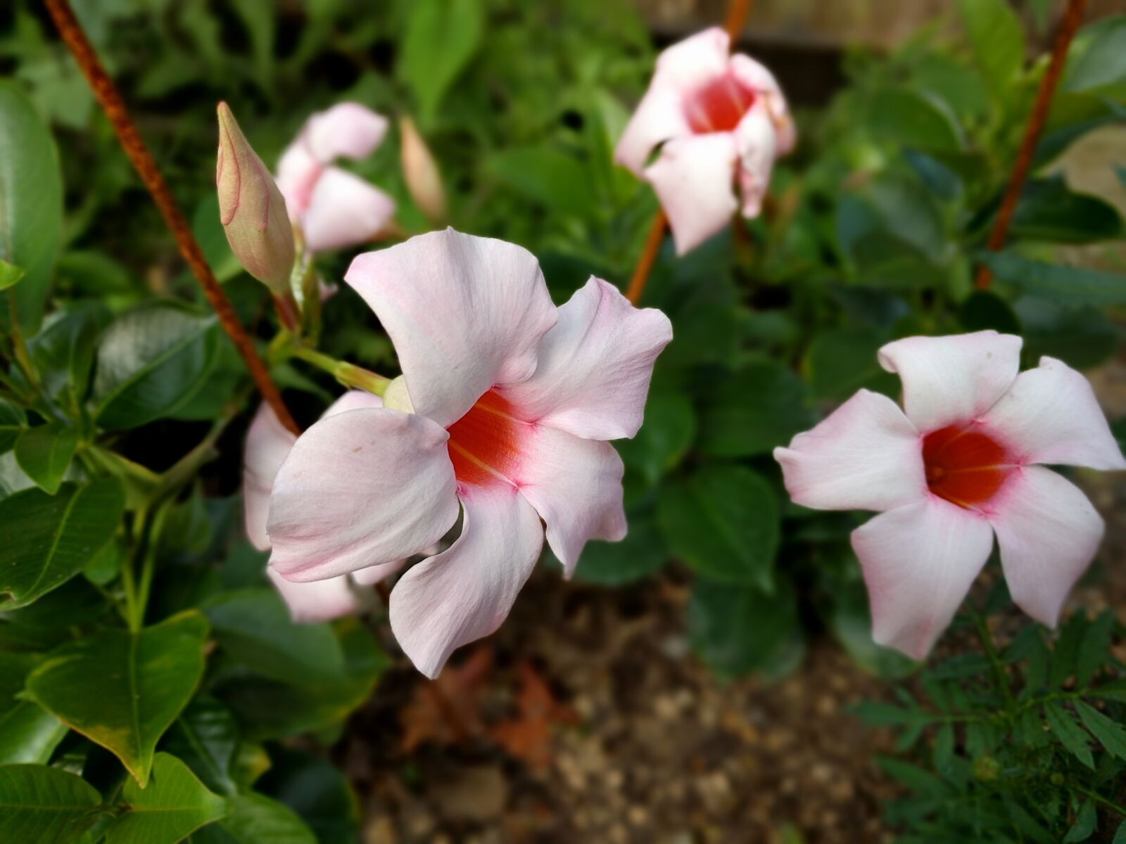 LG Nexus 5X sample photo. Flower, flowers, japan photography