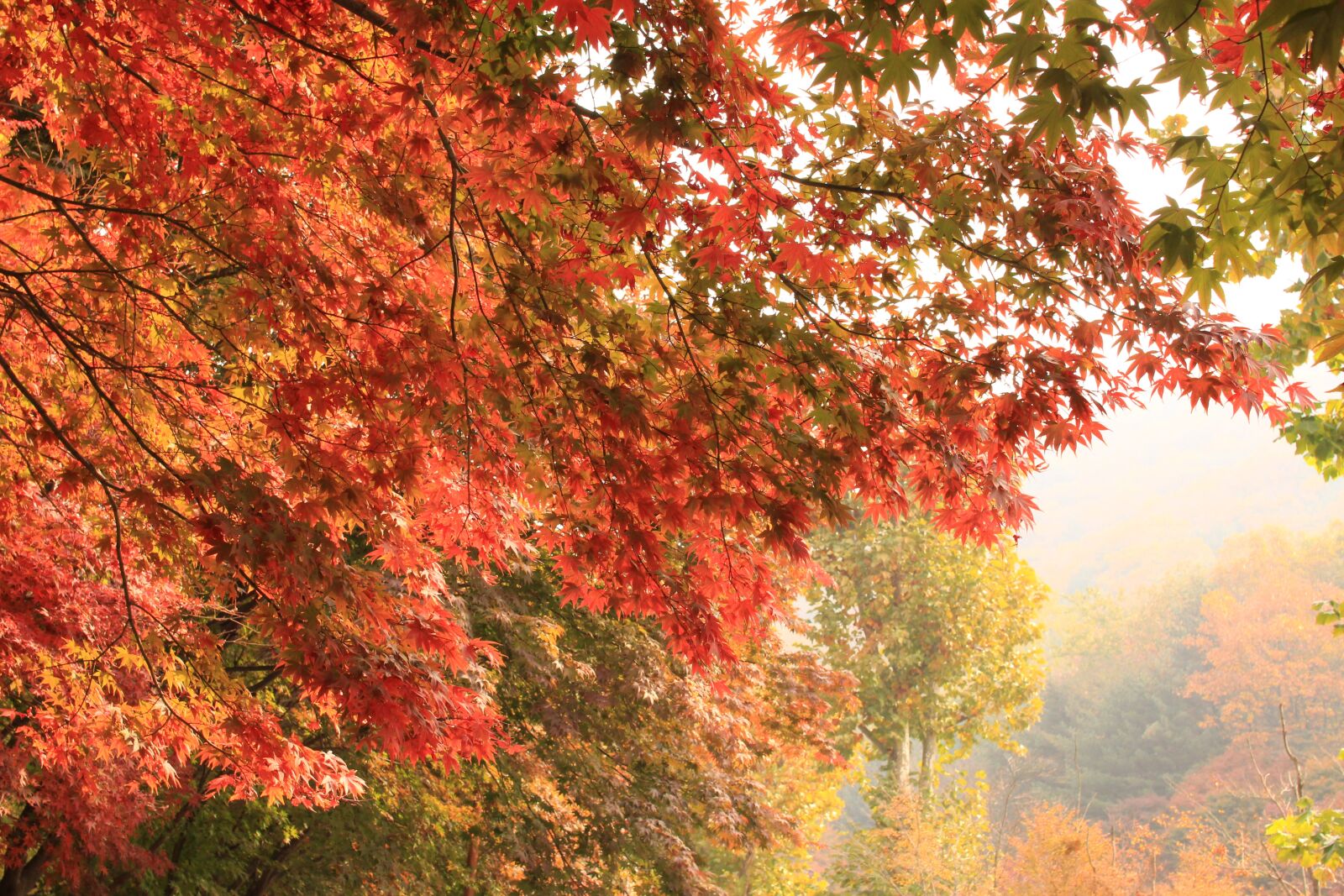 Canon EOS 700D (EOS Rebel T5i / EOS Kiss X7i) sample photo. Autumn leaves, wood, autumn photography