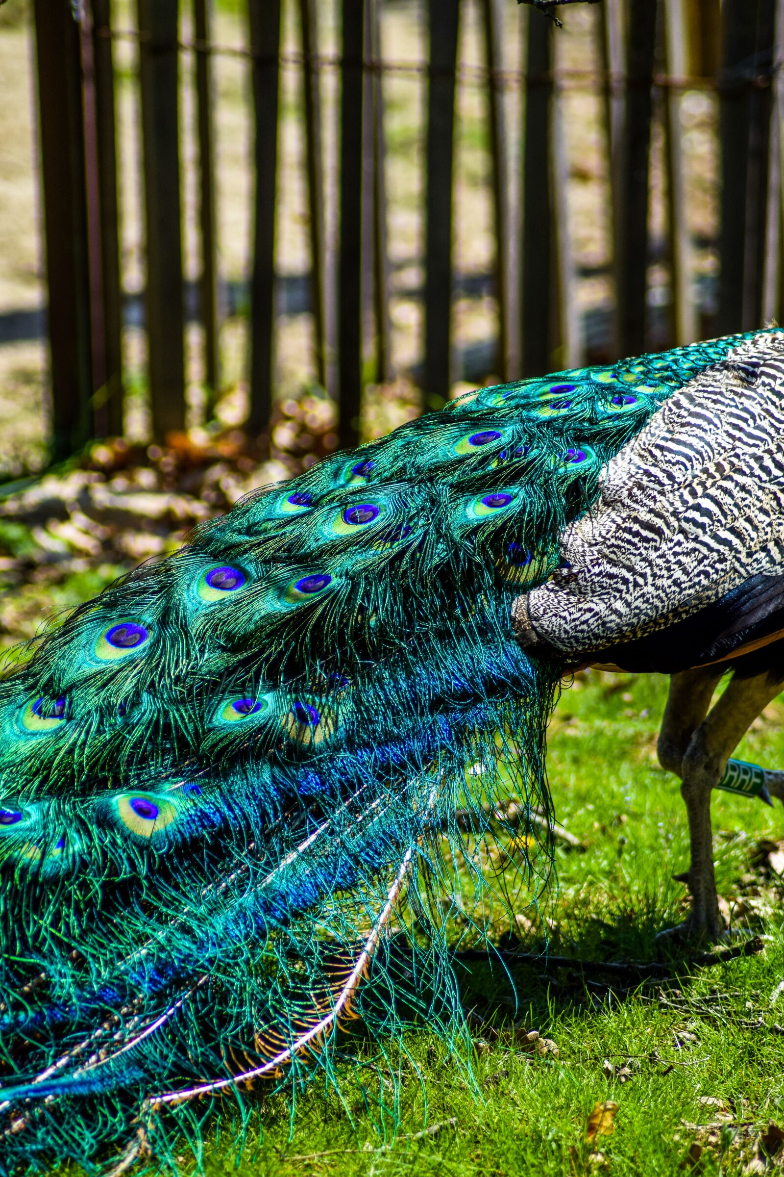 Nikon D5300 sample photo. Zoo, paugres, ardeche photography