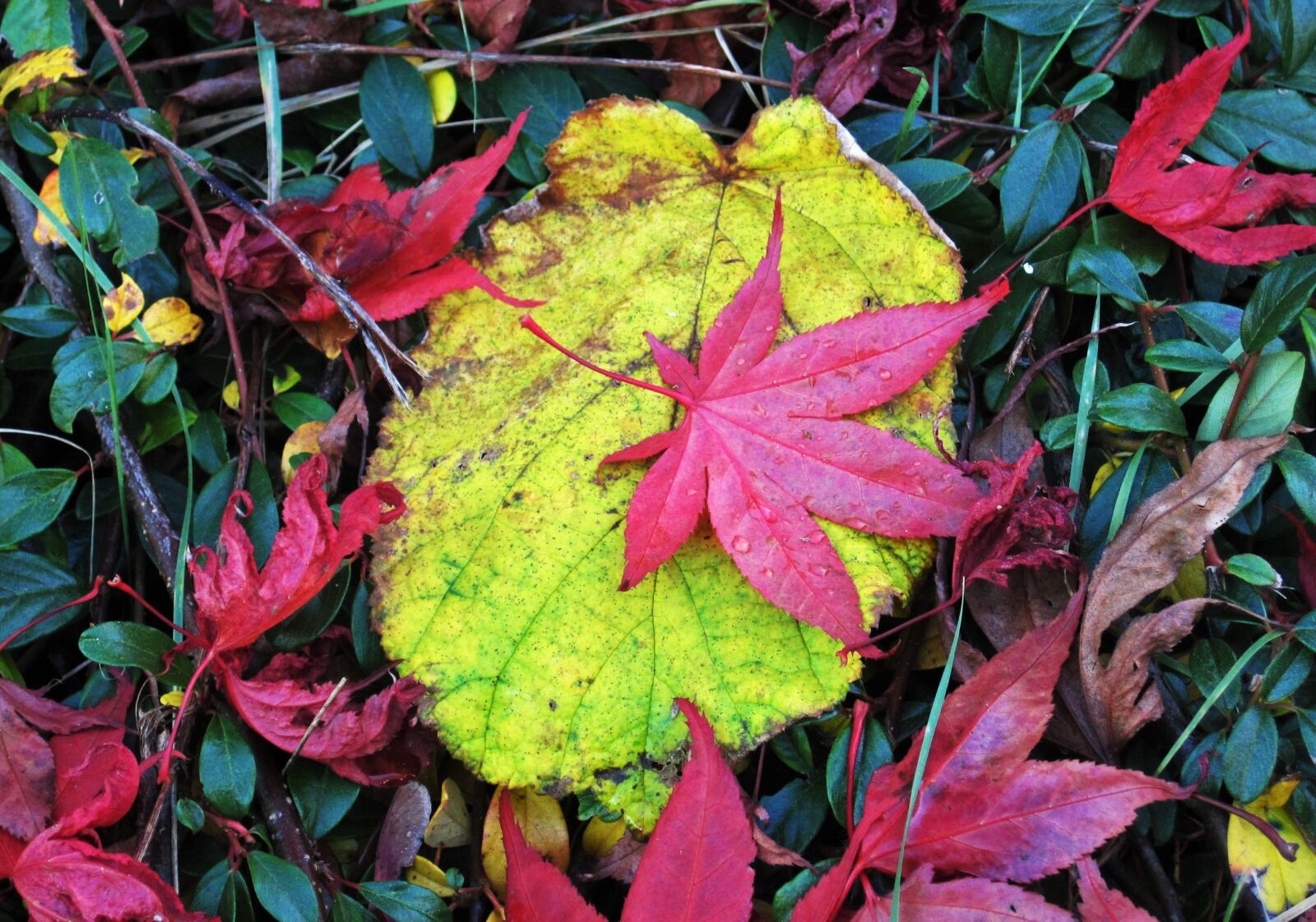 Canon PowerShot SD1200 IS (Digital IXUS 95 IS / IXY Digital 110 IS) sample photo. Colorful fall leaves, different photography