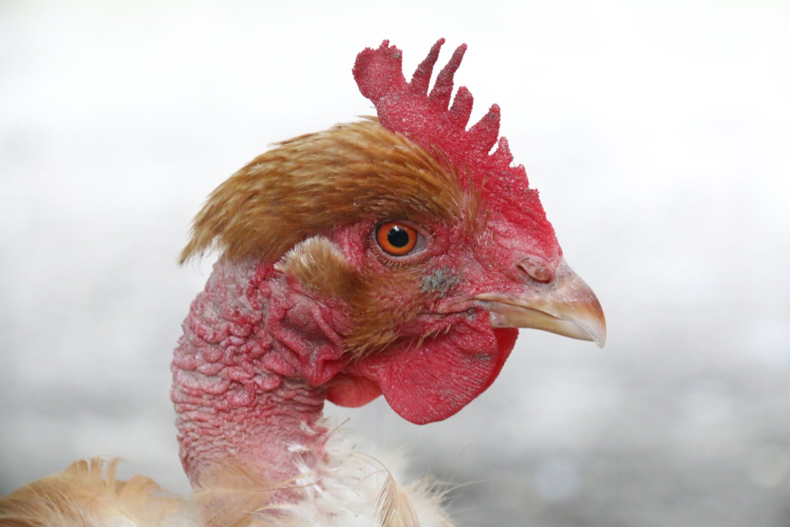 Canon EF-S 18-200mm F3.5-5.6 IS sample photo. Hen, naked neck, head photography