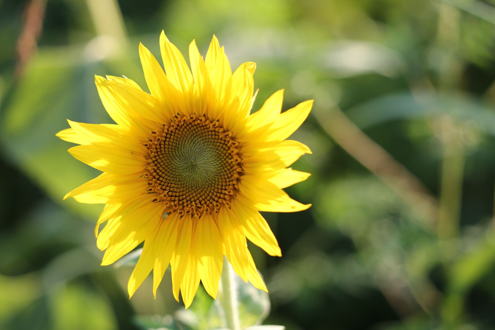 Canon EF 70-300 F4-5.6 IS II USM sample photo. Agriculture, sunflower, bloom photography