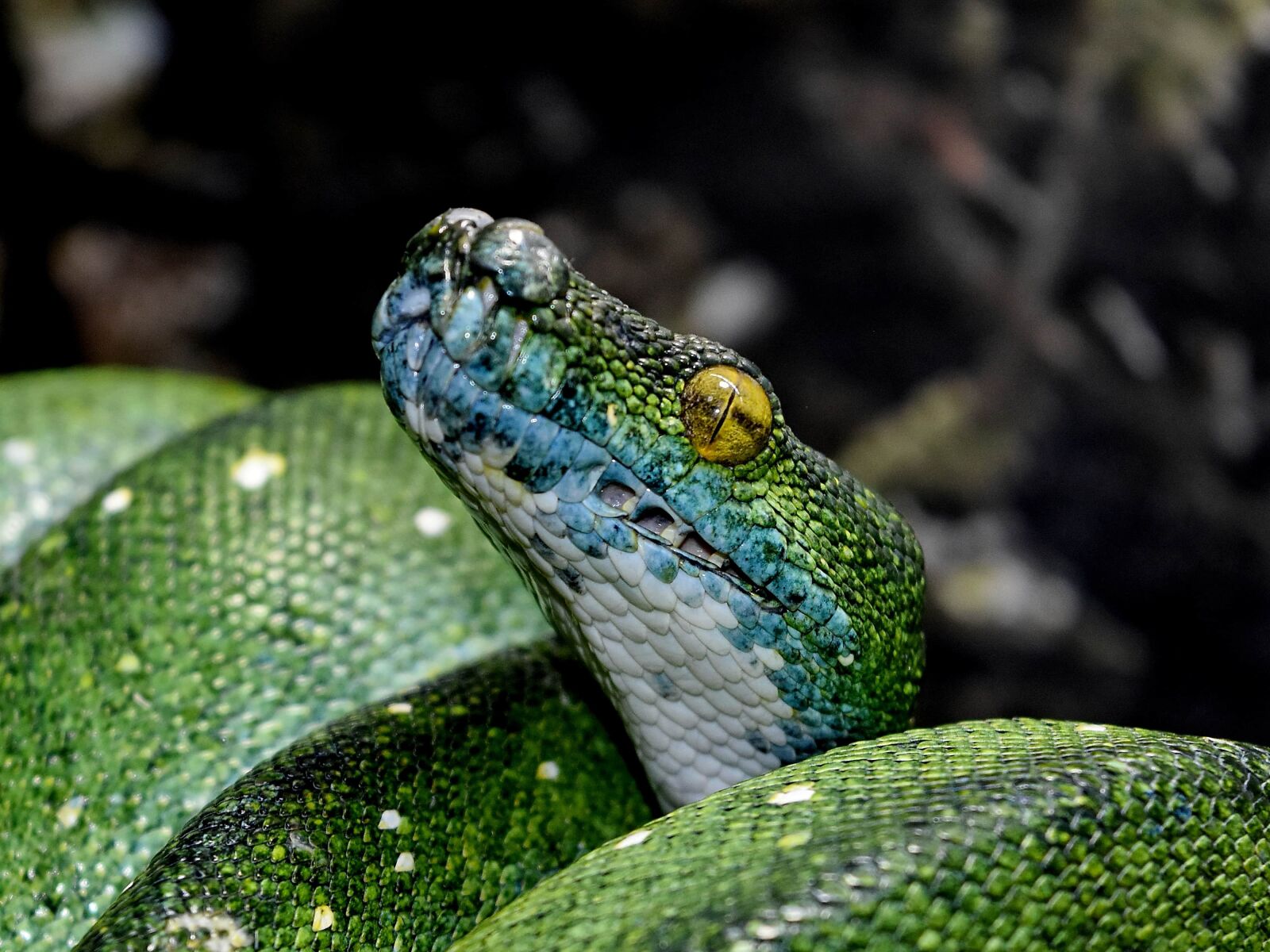 Nikon D5500 sample photo. Camouflage, dark green, head photography